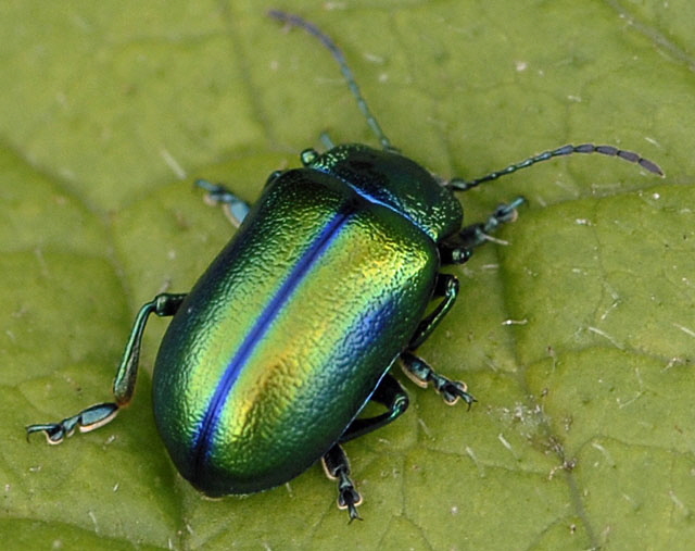 Alpen-Blattkfer Oreina spec.  9.7.2011 Allgu Alpen Fellhorn NIKON2 103