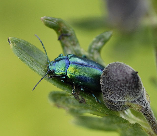 Alpen-Blattkfer Oreina spec.  auf Eisenhut 9.7.2011 Allgu Alpen Fellhorn NIKON2 107