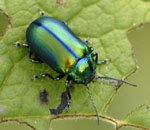 Alpen-Blattkfer Oreina spec. kl.