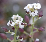 Alpen-Gmskresse Pritzelago alpina kl.