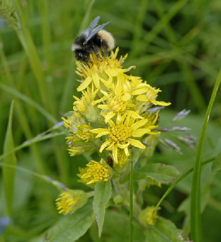 Alpen-Goldrute (Solidago virgaurea ssp minuta) 9.7.2011 Allgu Alpen Fellhorn NIKON 015