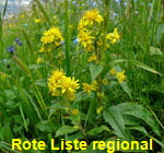 Alpen-Goldrute (Solidago virgaurea ssp minuta) kl.