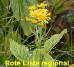 Alpen-Greiskraut (Senecio alpinus)  kl.