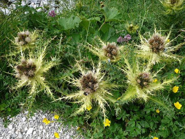 Alpen-Kratzdistel (Cirsium spinosissimum) Urlaub 2011 11.7.2011 Kreut Alm, Alpspitze Bergbahn Garmisch 032