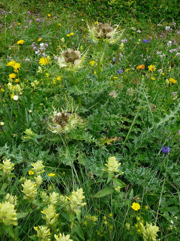 Alpen-Kratzdistel Urlaub 2011 9.7.2011 Allgu Alpen Fellhorn Oberstdorf-Faistenoy 055