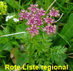 Alpen-Mutterwurz (Ligusticum mutellina) 1 kl.