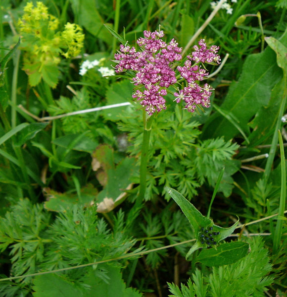 Alpen-Mutterwurz (Ligusticum mutellina) 9.7.2011 Allgu Alpen Fellhorn Oberstdorf-Faistenoy 035