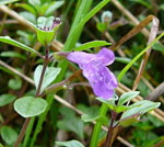 Alpen-Steinquendel kl.