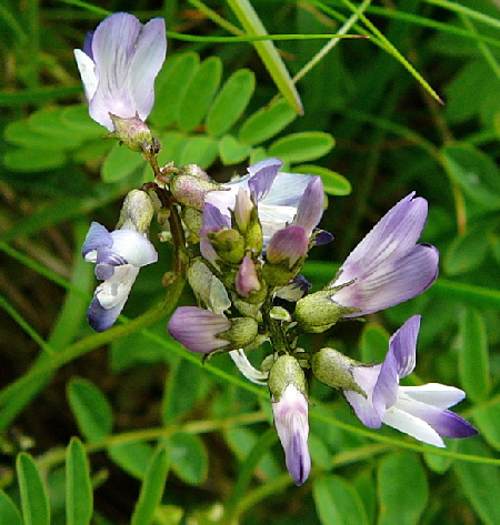 Alpen-Tragant (Astragalus alpinus)  9.7.2011 Allgu Alpen Fellhorn Oberstdorf-Faistenoy 077a
