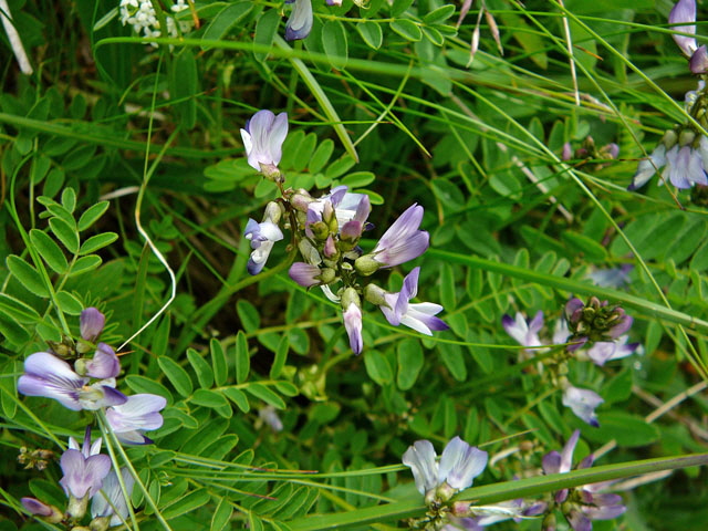 Alpen-Tragant (Astragalus alpinus)  9.7.2011 Allgu Alpen Fellhorn Oberstdorf-Faistenoy 077