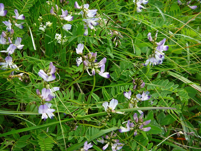 Alpen-Tragant (Astragalus alpinus)  9.7.2011 Allgu Alpen Fellhorn Oberstdorf-Faistenoy 076
