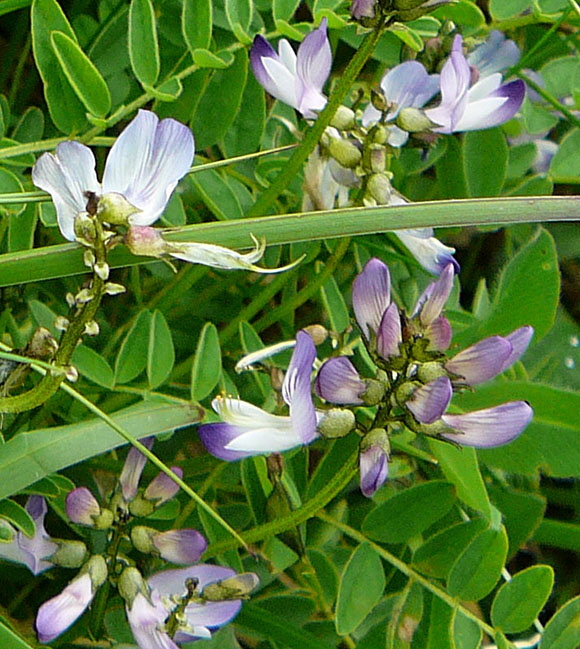 Alpen-Tragant (Astragalus alpinus)  9.7.2011 Allgu Alpen Fellhorn Oberstdorf-Faistenoy 076a