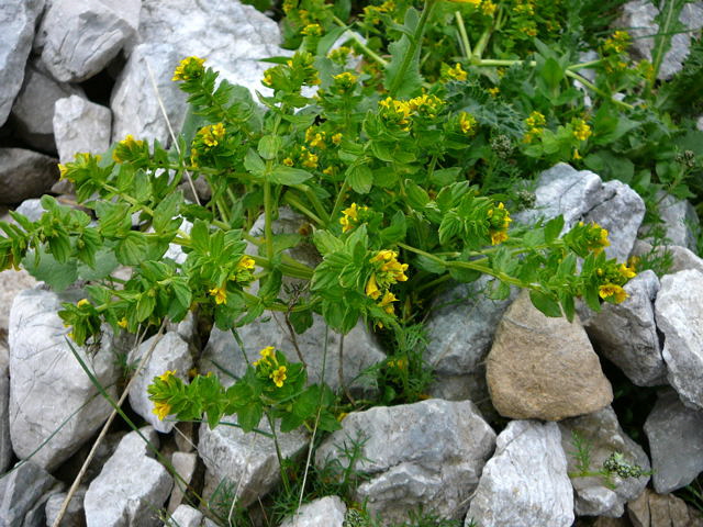Alpenrachen (Tozzia alpina)  Urlaub 2011 11.7.2011 Kreut Alm, Alpspitze Bergbahn Garmisch 050