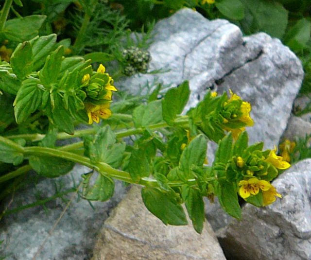 Alpenrachen (Tozzia alpina)  Urlaub 2011 11.7.2011 Kreut Alm, Alpspitze Bergbahn Garmisch 050a