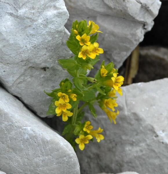 Alpenrachen (Tozzia alpina)  Urlaub 2011 11.7.2011 Kreut Alm, Alpspitze Bergbahn NIKON 043a