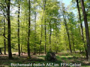 April 09 Insekten & Wildblumen Htt 007_302