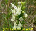 Aufrechter Ziest kl.