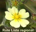 Aufrechtes Fingerkraut- Potentilla recta- kl.