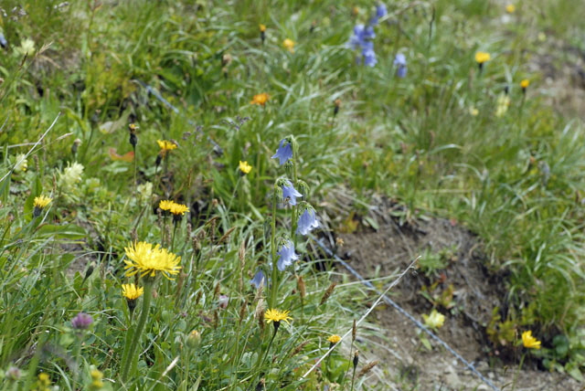 Brtige Glockenblume (Campanula barbata)  9.7.2011 Allgu Alpen Fellhorn NIKON 010