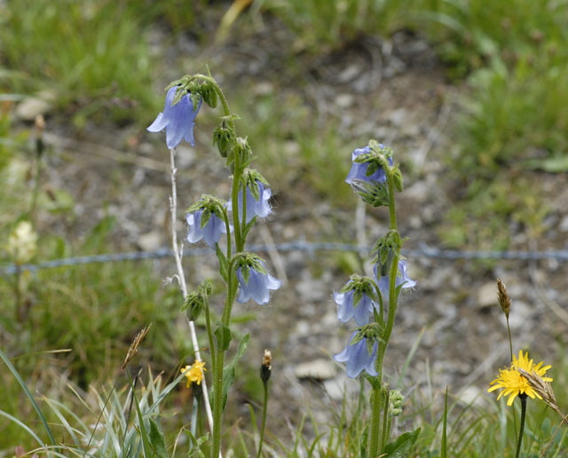 Brtige Glockenblume (Campanula barbata)  9.7.2011 Allgu Alpen Fellhorn NIKON 011