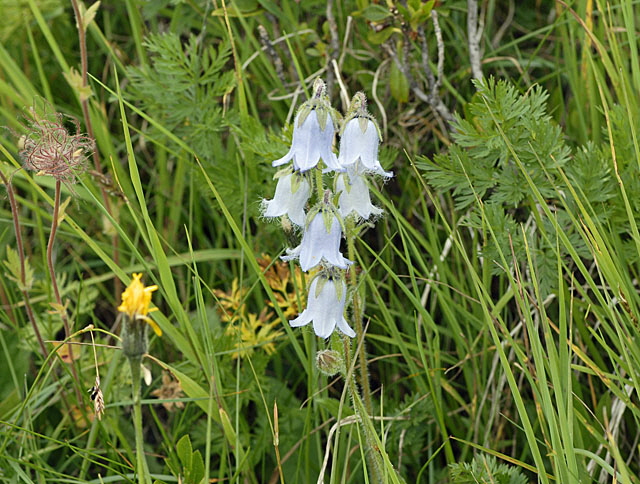 Brtige Glockenblume (Campanula barbata)  9.7.2011 Allgu Alpen Fellhorn NIKON 142