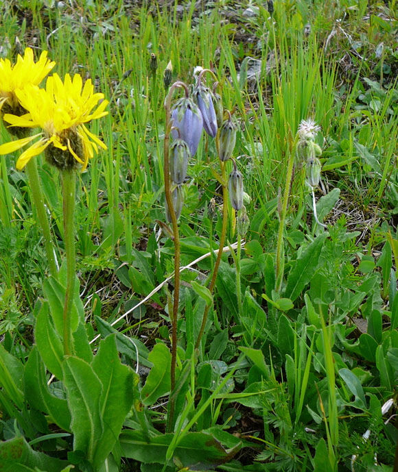 Brtige Glockenblume (Campanula barbata)  9.7.2011 Allgu Alpen Fellhorn Oberstdorf-Faistenoy 129 - Kopie