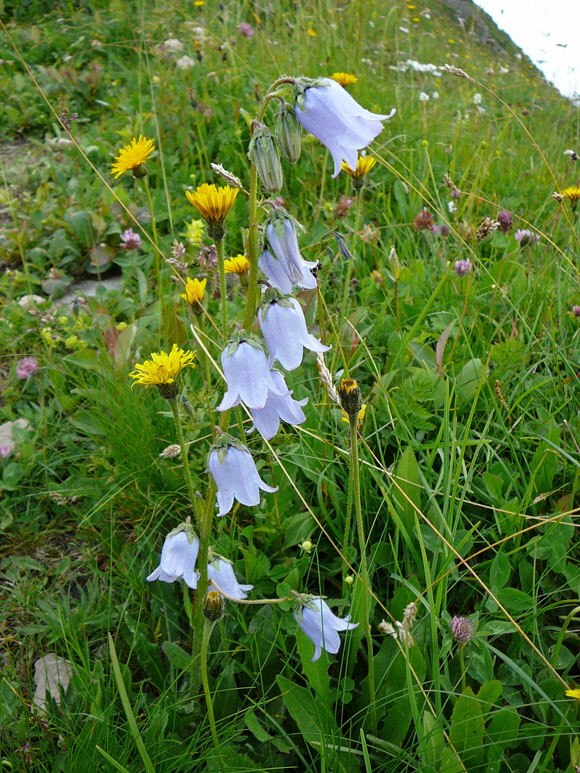 Brtige Glockenblume (Campanula barbata)  9.7.2011 Allgu Alpen Fellhorn Oberstdorf-Faistenoy 132