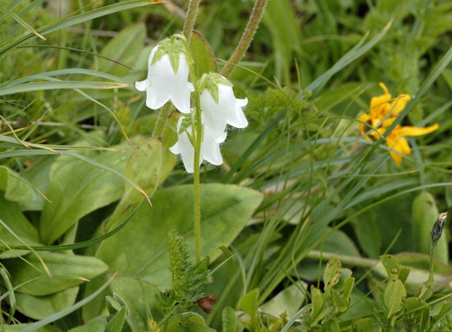 Brtige Glockenblume (Campanula barbata)  Urlaub 2011 9.7.2011 Allgu Alpen Fellhorn NIKON 137