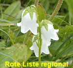 Brtige Glockenblume weiss kl.