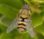 Behaarte Schwebfliege Syrphus torvus Mnnchen kl.