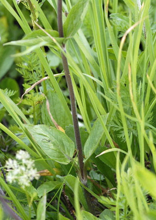 Berg-Baldrian (Valeriana montana) 9.7.2011 Allgu Alpen Fellhorn NIKON 092