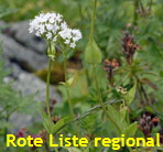 Berg-Baldrian (Valeriana montana) weiss kl.