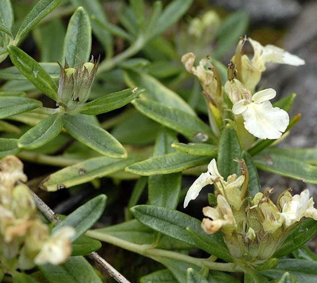 Berg-Gamander Teucrium montanum 2011-07-15 Nationalpark Berchtesgarden Wimbachtal NIKON 284