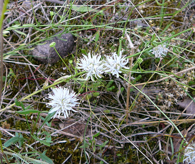 Berg-Sandglckchen (Jasione montana) Juli 09 Huettenfeld u. Biotop Rote Erde Lorsch 066
