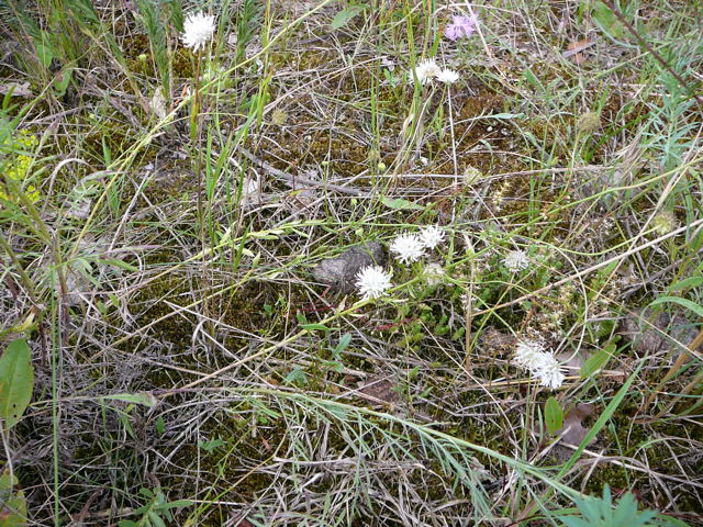 Berg-Sandglckchen (Jasione montana) Juli 09 Huettenfeld u. Biotop Rote Erde Lorsch 065