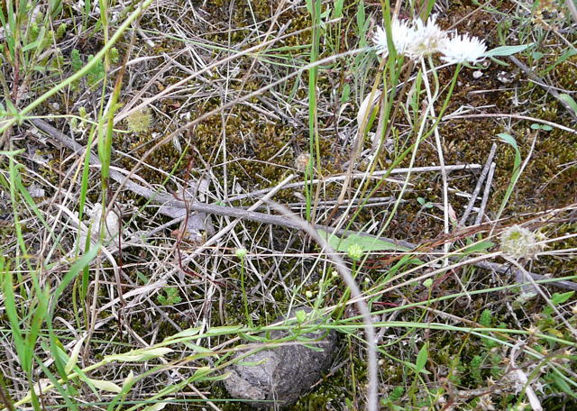 Berg-Sandglckchen (Jasione montana) Juli 09 Huettenfeld u. Biotop Rote Erde Lorsch 067