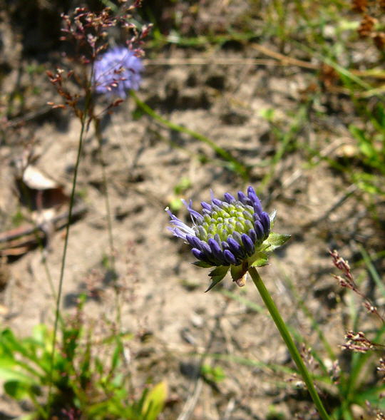 Berg-Sandglckchen Juni 2008 Hirschkfer & Schotterwegbegehung Viernheimer Wald 074