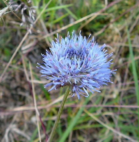 Berg-Sandglckchen Juni 2010 Viernheimer Heide NSG Glockenbuckel 105