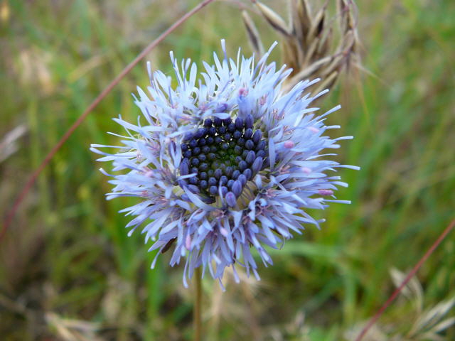 Berg-Sandglckchen Juni 2010 Viernheimer Heide NSG Glockenbuckel 106