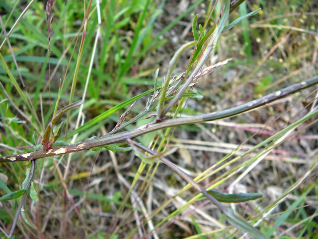 Berg-Sandglckchen Juni 2010 Viernheimer Heide NSG Glockenbuckel 107