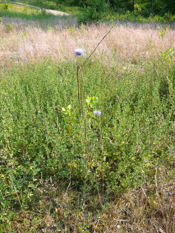 Berg-Sandglckchen Juni 2010 Viernheimer Heide NSG Glockenbuckel 110