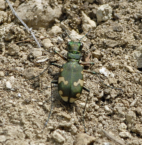 Berg-Sandlaufkfer (Cicindela sylvicola) Juli 2012 Mnsingen Biosph., Lautertal-Gundelfingen NIKON 326