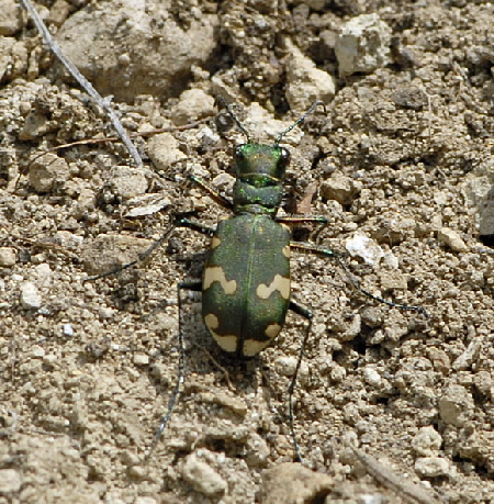 Berg-Sandlaufkfer (Cicindela sylvicola) Juli 2012 Mnsingen Biosph., Lautertal-Gundelfingen NIKON 326