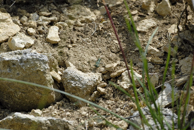 Berg-Sandlaufkfer (Cicindela sylvicola) Juli 2012 Mnsingen Biosph., Lautertal-Gundelfingen NIKON 324