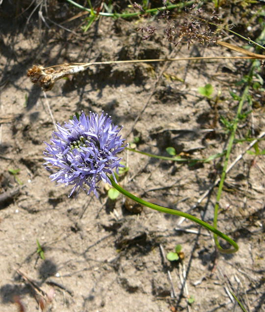 Bergsandglckchen Juni 2008 Hirschkfer & Schotterwegbegehung Viernheimer Wald 073