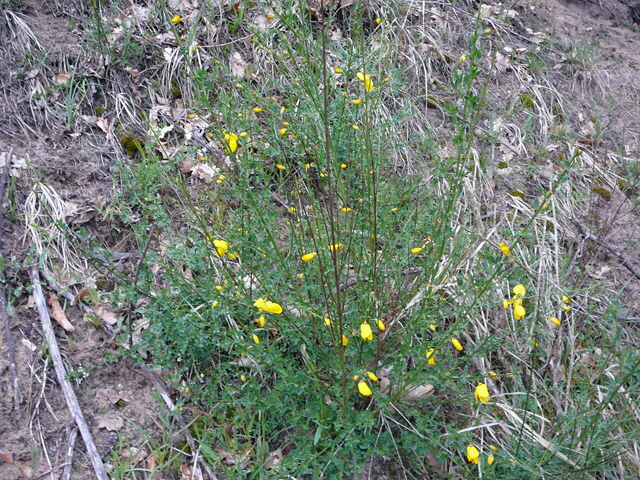 Besenginster (Cytisus scoparius) 2012  April Holz Blumen Glockenb. + Viernh. Wald 006