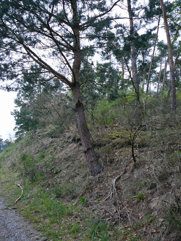 Besenginster (Cytisus scoparius) 2012  April Holz Blumen Glockenb. + Viernh. Wald 005