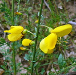 Besenginster (Cytisus scoparius) kl.