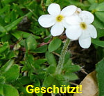 Bewimperter Mannsschild kl.