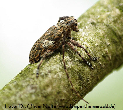 Binden-Augenfleckenbock (Mesosa nebulosa)_LW090428 (420) Dr.Oliver Nolte Binden-Augenfleckenbock (Mesosa nebulosa)_LW090428 (420) Dr.Oliver Nolte